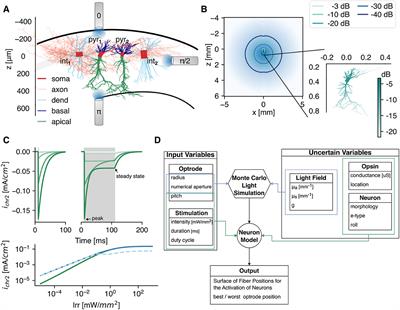 Quantitative analysis of the optogenetic excitability of CA1 neurons